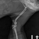 이태원동물병원 이미지