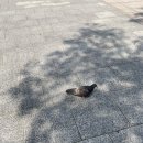 국중박과 춘가사유상 후기