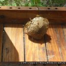 벌의 종류와, 벌에 대처하는 방법-벌초때 조심하세요~ 이미지