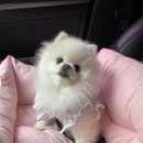 도그헬퍼 이미지