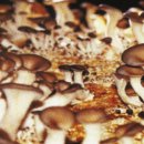 은준축사 이미지