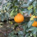 김중환농장 이미지