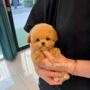 이정훈 강아지 이미지