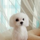 보배펫 이미지