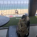 [강릉여행/DAY2] 안목해변에서 티타임, 송정해변, 경포해변 ☀️🏝