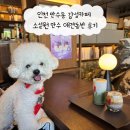 만수 | 인천 만수동 감성카페 소설원 만수 애견동반 후기