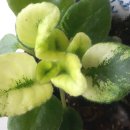 도도버드 이미지