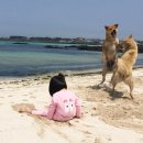 늙은 개 이미지