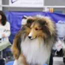 골든베릴셀티 | [골든베릴 셀티] 2017 ASSA 미국 셀티 네셔널 방문기 (Visiting hour)