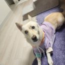 DOG PC | 20만밖에 안 나왔지만, Gemini 유료 구독하며 만든 강아지 AI영상 (flow 사용)