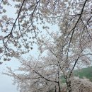 청도베이스볼파크 | [청도] 청도에서 만나는 벚꽃길 / 운문 호반 십리 벚꽃길 걷기대회 후기