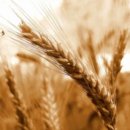 하루치즈 이미지