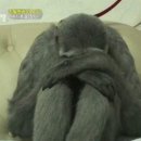 맹글기 이미지