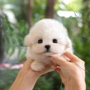 광주강아지분양 고양이분양 미유펫 본점 이미지