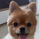 리온 이미지