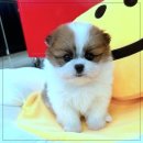 펫365 강아지분양 고양이분양 전주본점 | 전주 펫365에서 전문 상담과 함께 강아지분양, 고양이분양 받는 꿀팁!