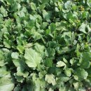 한몽농장 이미지