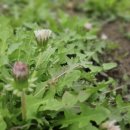 민들래농원 이미지