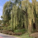 도곡15리 이미지