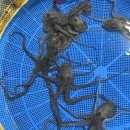 활특大전복/활중소낙지/반건조참돔 판매합니다! 이미지