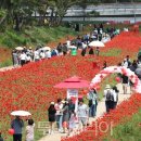 고추시장(좌) 이미지