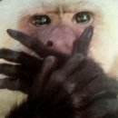 중국양꼬치 이미지