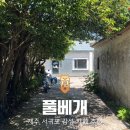 풀베개 | 제주 서귀포 카페 풀베개, 애견 동반 가능한 감성 카페 후기
