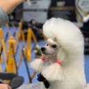 도그아트 네이버블로그