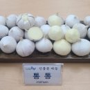 증평군 농업기술센터 | 이영자 통통마늘 판매처 및 구매처 충북 증평군 신품종