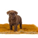 강아지 와요와요 이미지