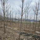 은행나무농장 이미지