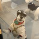 멍멍으르렁컹컹 부대찌개 이미지