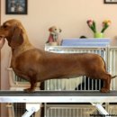 쿠어츠바인에 이미지