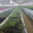 클로버농장 이미지