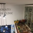 토마토헤어 이미지