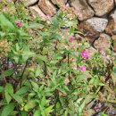 사유랑 호스텔 이미지