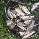 고지소류지 이미지