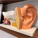 포낙보청기수원센터 | 포낙보청기 춘천센터 방문 후기 진짜 유익해요