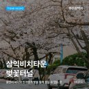 남천동 삼익비치아파트 216동 옆 | 부산 삼익비치타운 벚꽃길 | 광안리 바다와 함께 즐기는 봄 산책 + 부산 벚꽃 명소 지도