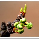 봄에새싹 이미지