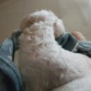 봉곡동물병원 이미지