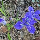 울진정비 | 경북 울진 여행, 왕피천 붓도랑길과 울진 구산리 삼층석탑