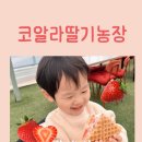 시우농장 | 파주 실내체험, 코알라딸기농장 내돈내산 후기