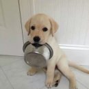 멍청하개 이미지