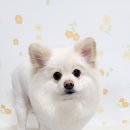 스타애견미용 이미지