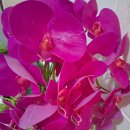 존엄사와 연명치료의 당위성 이미지