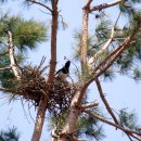 까치둥지 이미지