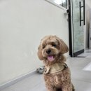 댕곤댕곤 네이버블로그