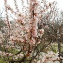 4월5일 중랑천 배봉산 둘레길 벚꽃 이미지