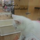 펫플러스(Pet Plus) 이미지